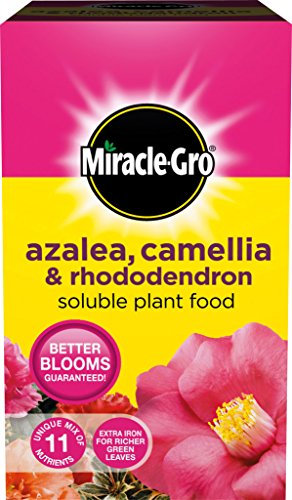 Miracle-Gro Azalea, Camellia & Rhododendron Soluble Plant Food 500G Carton (12)