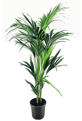 Plant in a Box - Howea forsteriana - Kentia - Palmier plante d'intérieur - Pot 21cm - Hauteur 130-140cm - plante verte - persistante