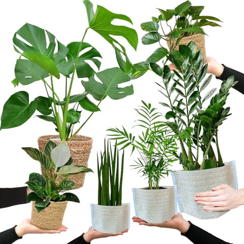 6er-Pflanzen-Set aus Glücksfeder, Efeutute, Fensterblatt, Bogenhanf, Birken-Philodendron & Glückspalme - Zimmerpflanzen frisch aus der Gärtnerei - mit Übertöpfen - Höhe 20-70 cm - Green Me Up
