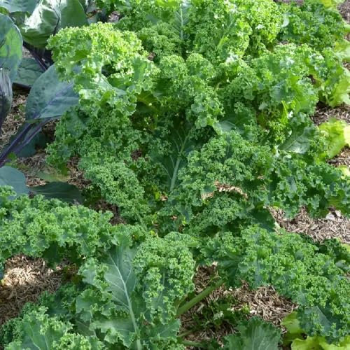 250 Graines de Chou Frisé d’Hiver – Brassica oleracea - Kale - Feuillage frisé - Légume Jardin - 360