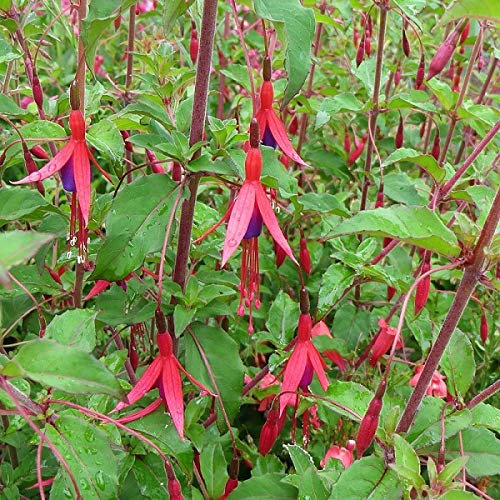 6 x Fuchsia de Magellan 'Riccartonii' - Fuchsia 'Riccartonii' - Godet 9x9cm - Fleurs rouges et violettes, pendantes, bordures