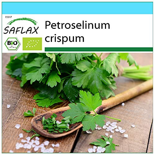 SAFLAX - Kit cadeau - BIO - Persil plat - 600 graines - Avec boîte cadeau/d’expédition, autocollant d’expédition, carte cadeau et substrat de culture - Petroselinum crispum