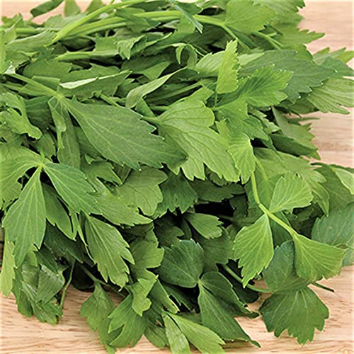 Lovage Herb Seeds - 100 Count Seed Pack - a Tasty Perennial Plant that is Easy to Cultivate - Country Creek LLC