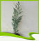 Tetraclinis articulata (Ciprés del Atlas) - Planta