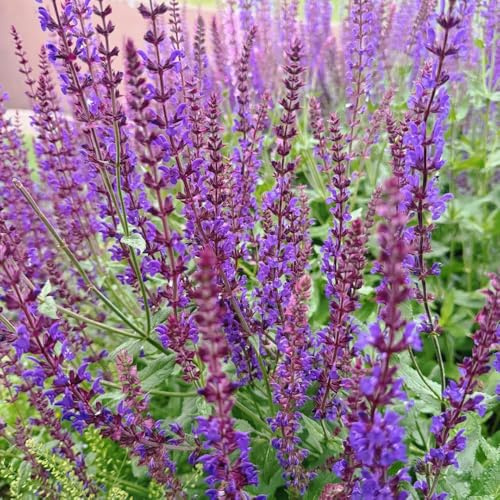 semi di salvia, giardino interna serre balcone varietà antiche biologiche giardino Aiuole rialzate per il raro 1000pcs