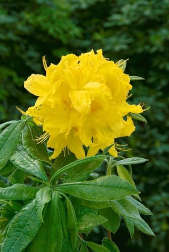 Rhododendron luteum 'Goldstück' 40-50 cm - Azalee, goldgelbe Blüten, Blütezeit Mai-Juni, ideal für Rabatten, bienenfreundlich, winterhart