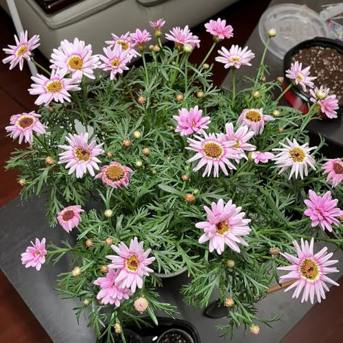 margeriten pflanzen samen - balkonblumen pflanzen winterhart draußen margeritensamen flower seeds pflanzen für garten blumensamen garten gartenblumen winterharte pflanzen wildblumen 800pcs