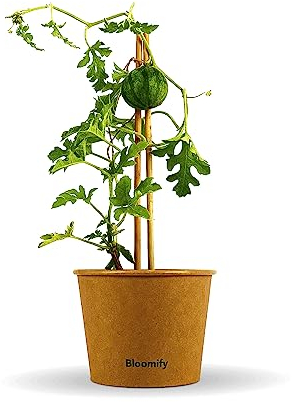 Bloomify® Mini Wassermelonen Pflanze Werner | 20-30 cm große ertragreiche Mini Wassermelone | extra süße, saftige und kernarme Melonen Früchte | für Topf, Kübel und Garten