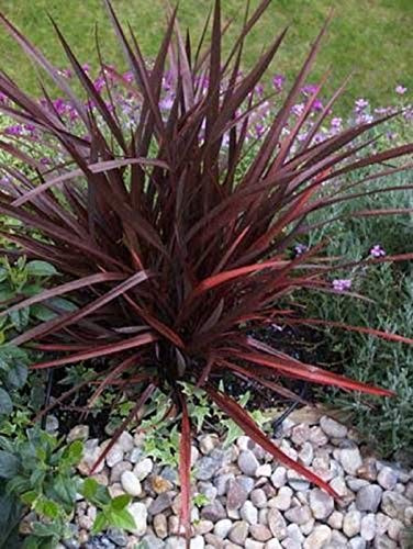 Portal Cool Viola Semi di lino Giardino ornamentale Pot Patio Phormium Tenax di semi 25 semi Confezione