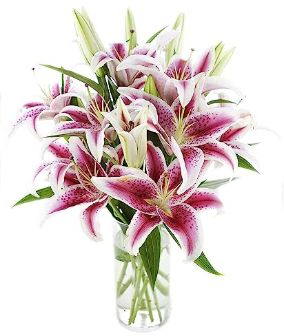 KaBloom PRIME OVERNIGHT DELIVERY - Mother’s Day Collection - Whispering Bouquet of 13 Pink stargazer lily With Vase.Gift for Birthday, Get Well, Easter, Valentine, Mother’s Day Fresh Flowers