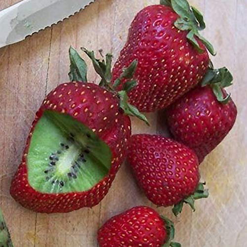 Benoon Semi Di Fragola Kiwi, 1 Sacchetto Di Semi Di Fragola Kiwi Rustici Ad Alto Tasso Di Germinazione Semi Da Giardino Leggeri Non OGM Per Manor Semi di fragola kiwi