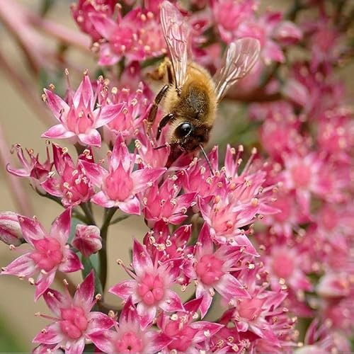 12 unità Sedum Spurium 'Schorbuser Blut' - Schorbuser Blut Vaso 9x9cm ±1 m² - Sedum con Fiori Rossi e Crescita Densa