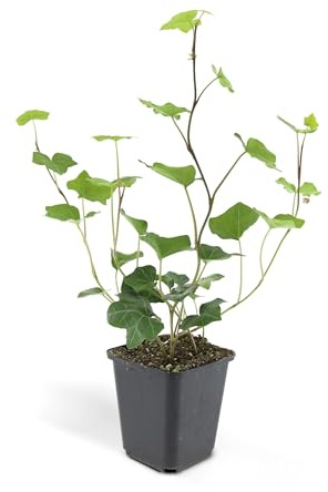 Bodendecker - Irischer Efeu - Hedera hibernica - 9cm Topf - Set mit 12 Pflanzen