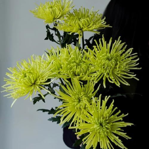 Chrysanthemen - balkonpflanzen blumenwiese exotische für sonnige plätze garten balkongewächshäuser sommerblumen 60Samen