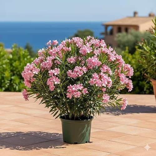 Rosa Oleander kaufen - Mediterraner Klassiker im 3/4L Topf | LK Gartenwelt