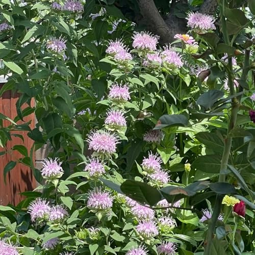 Semi di melissa ortica indiana di selvatici, aiuole rialzate di ortica indiana balcone, giardino roccioso resistenti selvatici 300pcs