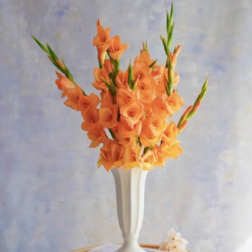 15 pcs gladiolen zwiebeln winterhart, Gladiolen Knollen, frühblüher zwiebeln, frühlingsblumen gladiolus zwiebeln (Gladiolus gandavensis) deko wohnzimmer, zimmerpflanzen winterharte