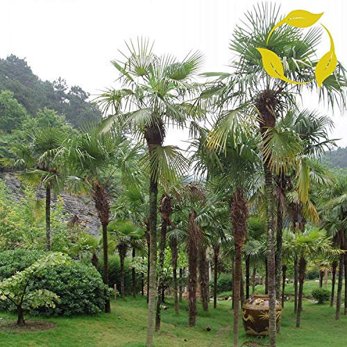 Chinese Windmill Palm Chinese Hemp Palm 5