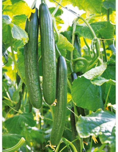 15 Seed of Cucumber Chinese Slangen
