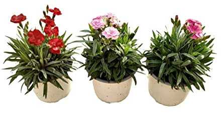 Pack de 3 Plantas de Clavel Plantas Naturales para Terraza y Jardín