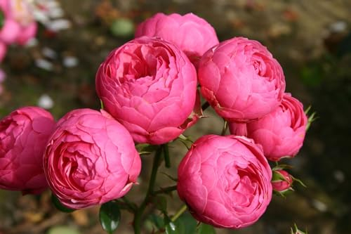 Rosa Pomponella STH90 - Winterharte Strauchrose, Duftend, Rosa Blütenbüschel, Pflegeleicht, Ideal für Garten & Beet