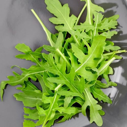 rucolasamen - zimmerbonsai wildkräuter balkongarten heilkräuter exotische zimmerpflanzen alte gemüsesorten bodendecker gemüsepflanzen kräutersamen deko wohnzimmer kräuterbeet die küche 50pcs