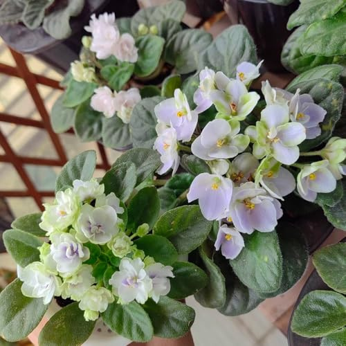 semi di violetta africana - da giardino roccioso resistenti semi di giardino da balcone vecchie varietà perenni resistenti e 90pcs