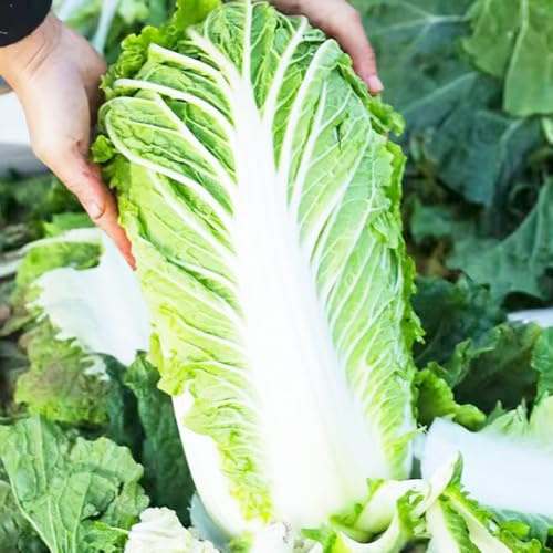 semillas Pak Choi - col china de interior resistentes Parterres elevados jardín 150pcs