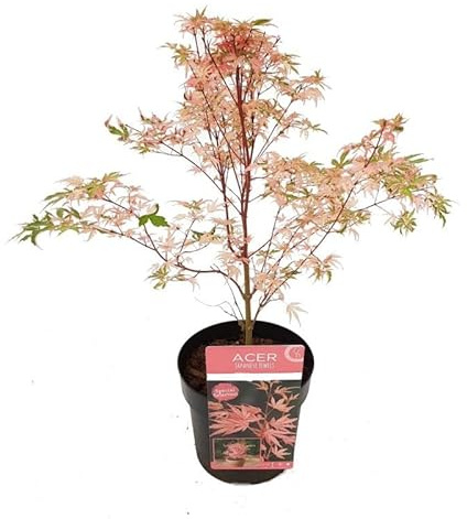 Mini Arce Enano Natural Árbol Resistente en Tamaño Pequeño para Decorar tu Entorno