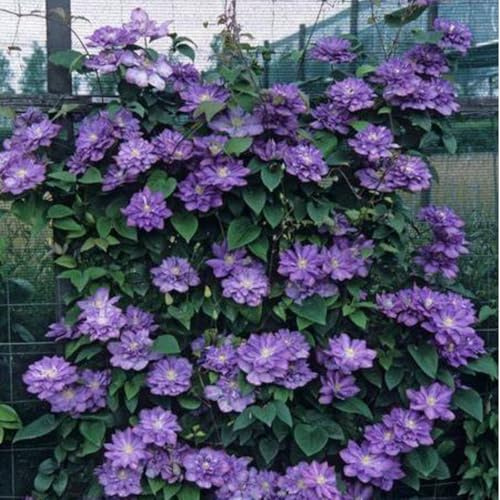 Raíz de clemátide. Resistente al frío, trepadora.Adaptable. El Rey de Fujimoto. Cultivo de jardín.-8 Bulbos-A