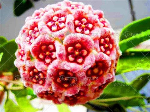 20 pièces/sac Ortensia Flowe Ortensia, Hortensia Fiore 12 Colori, la crescita Naturale giardino Della Casa del seme Ing Fiore : 12