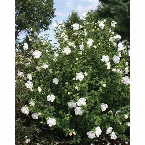 White Chiffon Rose of Sharon (Hibiscus syriacus) – Live Flowering Shrub, Double White Blooms Summer–Fall, Deer-Resistant, Zones 5–9 (2 Gallon Plant)