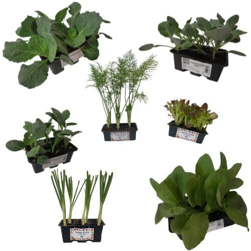 P. Piantine da Orto | Kit Orto Autunnale, 6 Piantine di Verza, 6 Broccolo, 6 Cavolfiore, 9 Finocchio, 9 Radicchio, 9 Lattuga, 9 Porro, Tot 54 Piantine, Piante Vere da Esterno, Vivaio Italiano