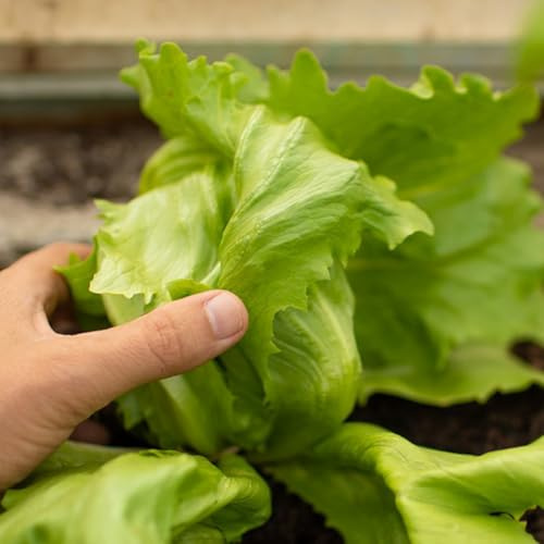 semillas de lechuga iceberg, para bancales elevados lechuga iceberg fresca resistentes para el jardín de balcón 500pcs