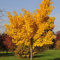 Pianta vera di Ginkgo biloba Autumn Gold