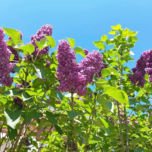 lilla - Syringa vulgaris resistenti giardino di semi da acquistare semi resistenti balcone 600pcs