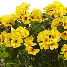 New Fresh 20pcs geranios Amarillo Flower Seeds Generic