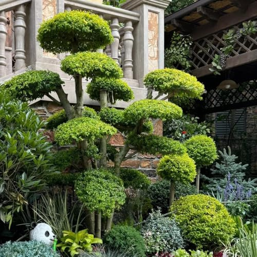 semillas de seto de aligustre de balcón, ornamental resistente, decoración de arbustos de aligustre resistentes al aire libre 75pcs