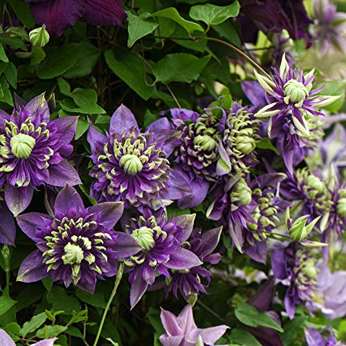 Clematis Plants Outdoor Garden ‘Taiga’ Clematis Florida Old Man’s Beard Hardy Shrub Exotic Blooms Climbing Plant for Wall/Fence/Trellis Easy to Grow Supplied in 9cm Pots x2 by Thompson and Morgan (2)