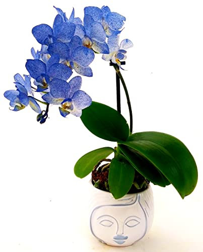 POWERS TO FLOWERS - ORCHIDEA PHALAENOPSIS BLU, MINI IN VASO CERAMICA SIGNORINA, Pianta Vera