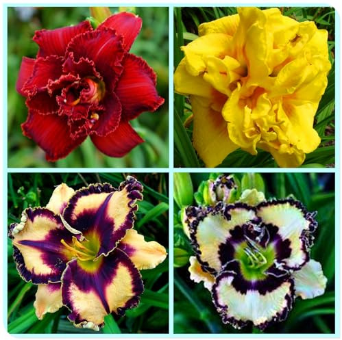 Bulbos de Hemerocallis - Ideal para Borduras Soleadas - Matas Voluminosas y Decorativas-15 Bulbos-A