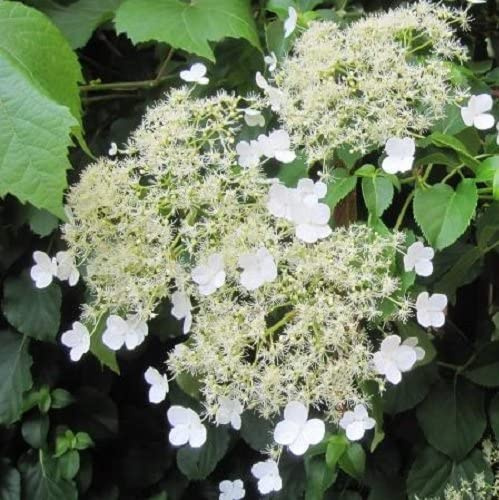 3 x Hortense - Hortensia Petiolaris | compra 3 / paga 2 – Maceta de 1.5 litro (Planta trepadora - Planta adulta) - Resistente a las heladas: excelente | ClematisOnline