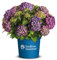 Endless Summer Hortensie 'Summer Love', blaulila, Bauernhortensie, Hydrangea, Blume, winterhart, Pflanze für Garten, Terrasse, Balkon oder Kübel