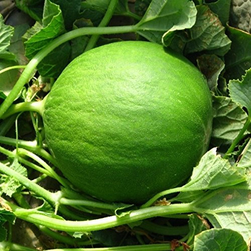 Carosello o Barattiere (Semente)