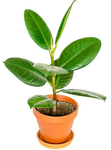 30-40cm Potted Ficus Robusta | Evergreen Indoor Glossy Rubber Plant for Sale
