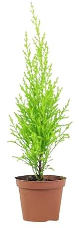 Goldcrest Ciprés Natural Planta Arbustiva para Jardines o Terrazas