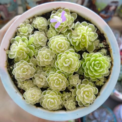 Fettkraut, Pinguicula vulgaris, stauden winterhart mehrjährig Fleischfressende, winterharte für balkon gartenpflanzen zimmerpflanzen 200Samen