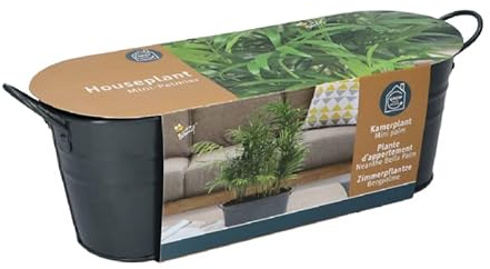 Extragoods Fröset odling set zinkpanna mini palm lantlig stil bergspalm inomhusväxt, grön