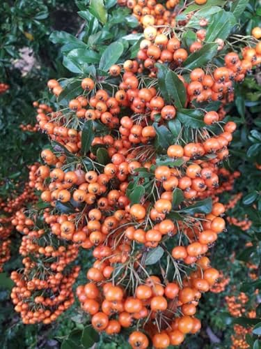 Pyracantha Orange Glow - Feuerdorn Orange Glow - 60-100