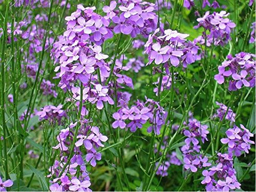 Rucola di Dama (Hesperis matronalis) - 500 semi